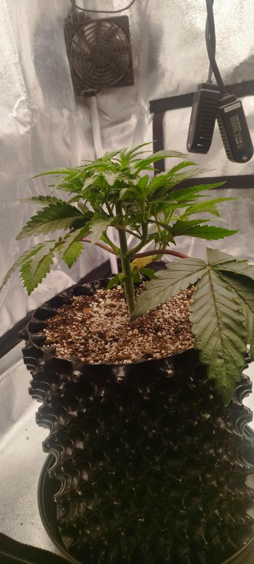 hombreseeds. Week 4 - King Cartier