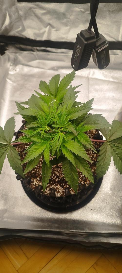 hombreseeds. Week 4 - King Cartier