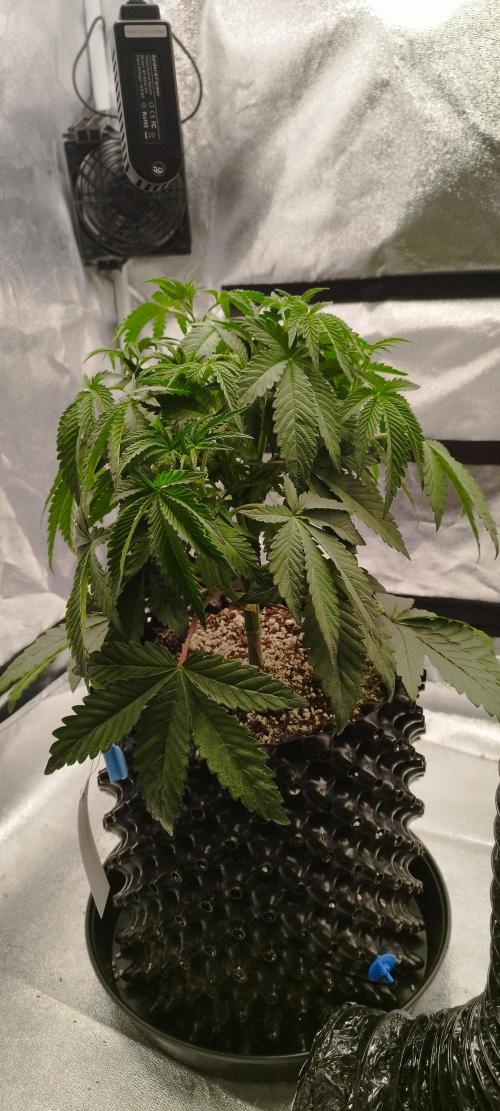 hombreseeds. Week 5 - King Cartier