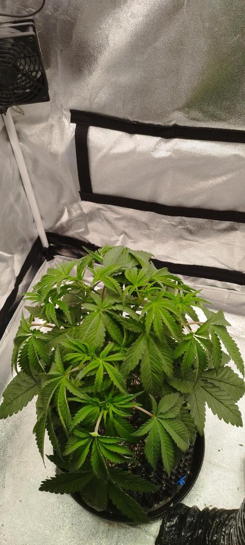 hombreseeds. Week 5 - King Cartier