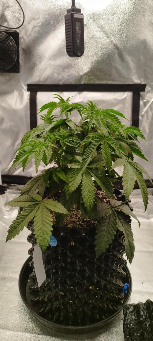 hombreseeds. Week 5 - Dark Nectar