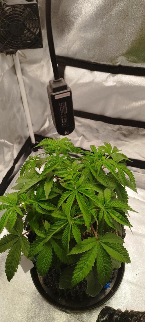 hombreseeds. Week 5 - Dark Nectar