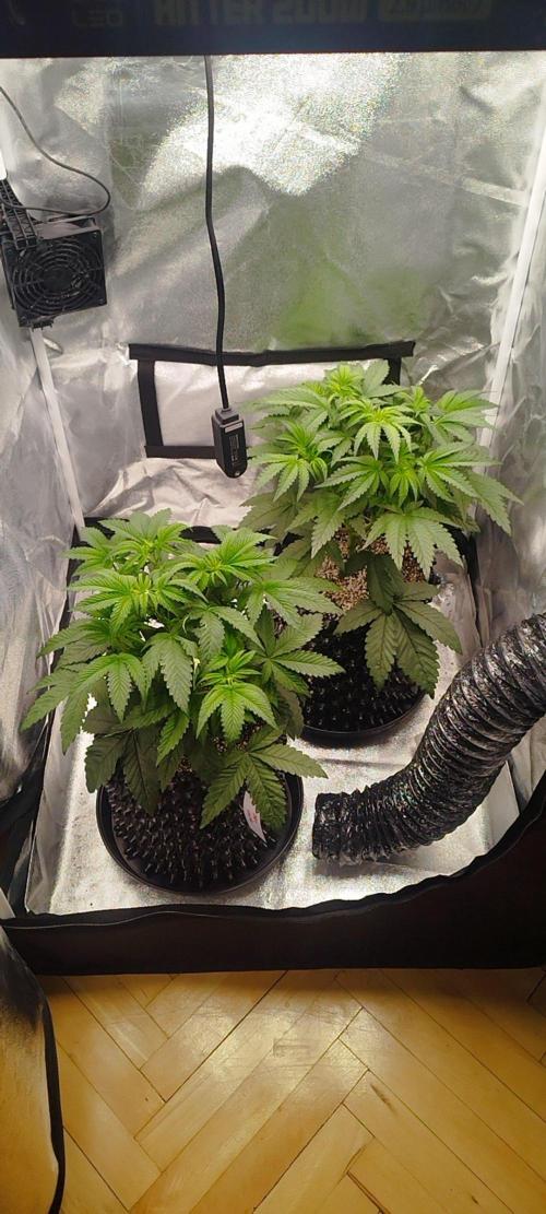 hombreseeds. Week 5