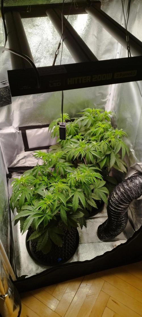 hombreseeds. Week 6