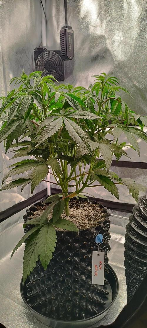 hombreseeds. Week 6 - King Cartier