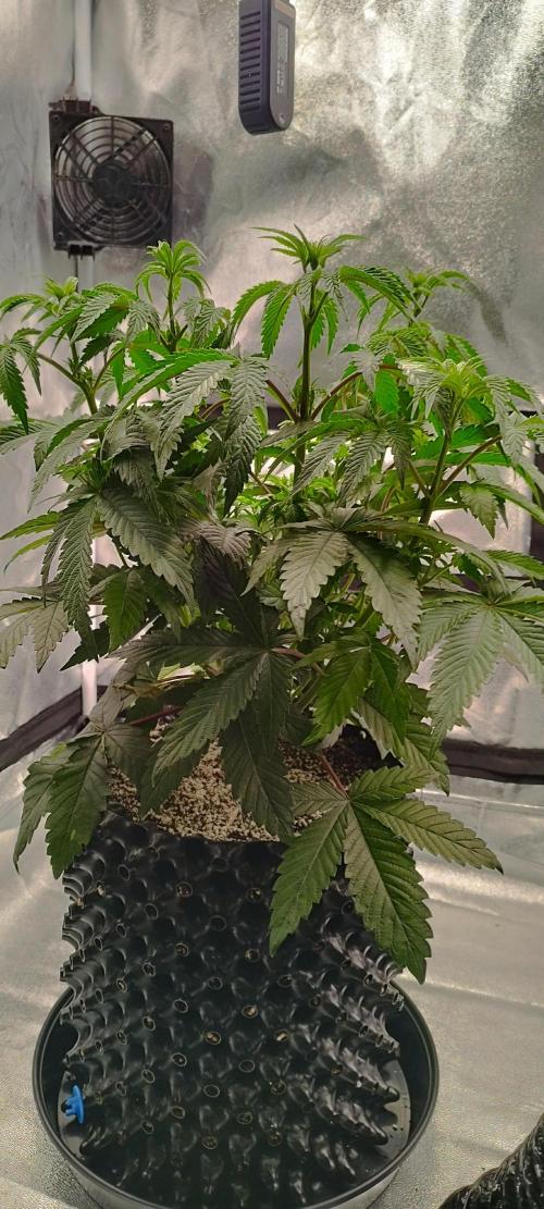 hombreseeds. Week 6 - Dark Nectar