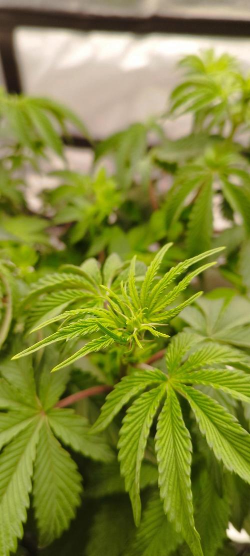 hombreseeds. Week 6 - Dark Nectar