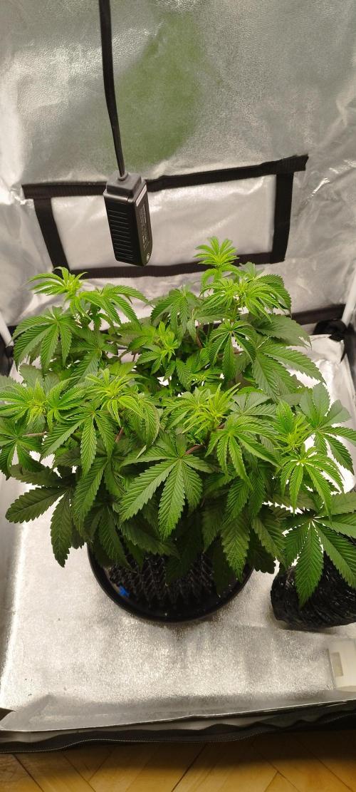 hombreseeds. Week 6 - Dark Nectar