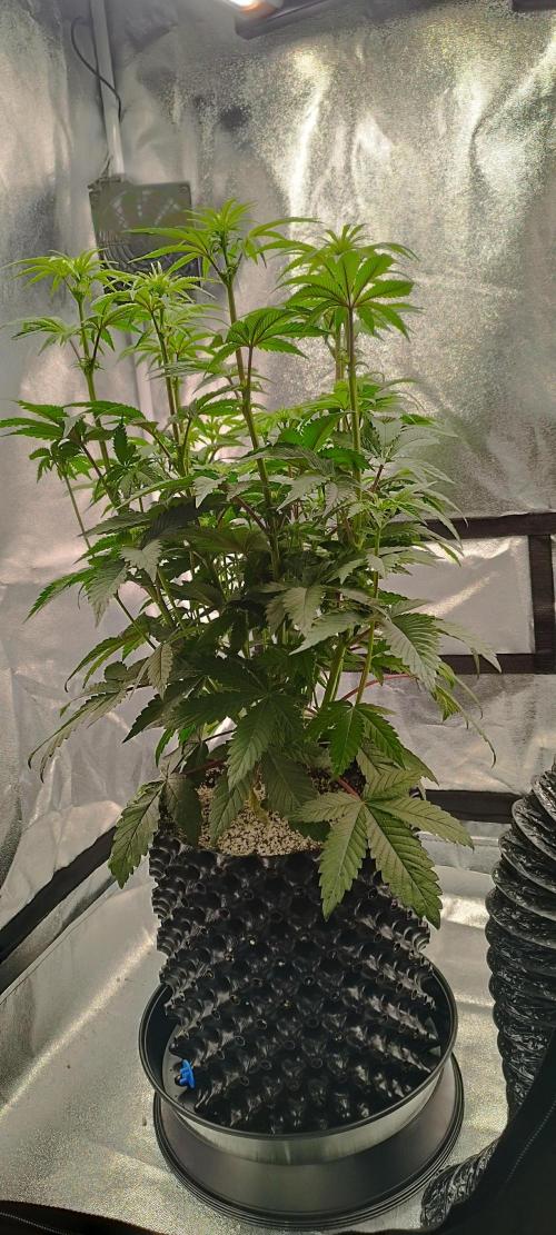 hombreseeds. Week 7 - Dark Nectar