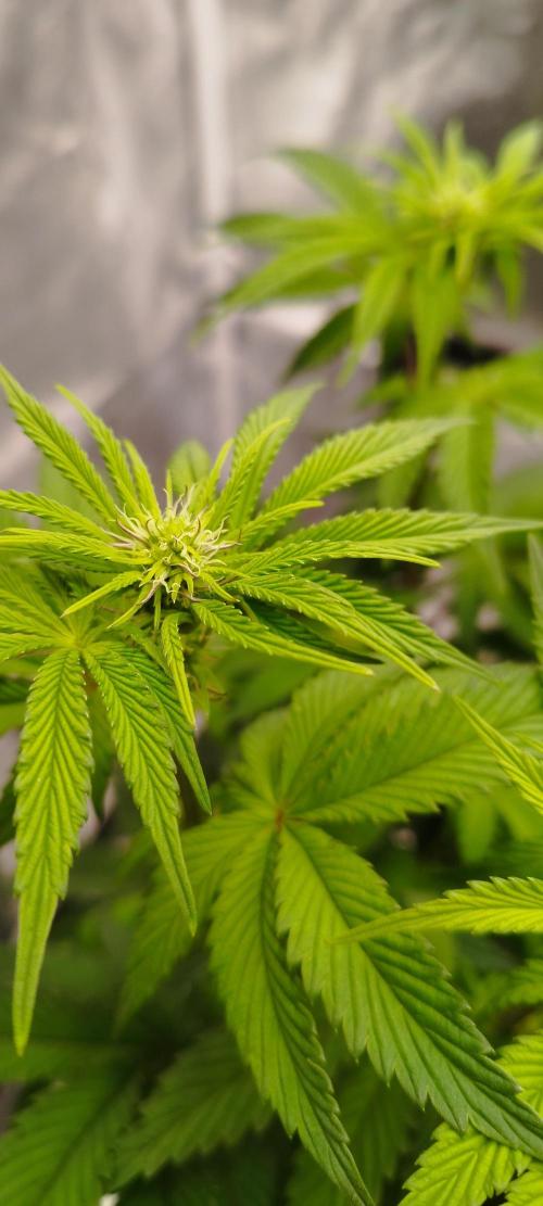 hombreseeds. Week 7 - Dark Nectar