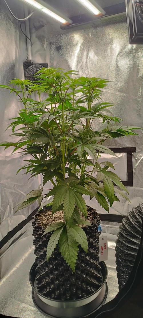 hombreseeds. Week 7 - King Cartier