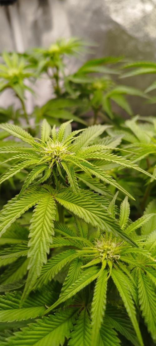 hombreseeds. Week 7 - King Cartier