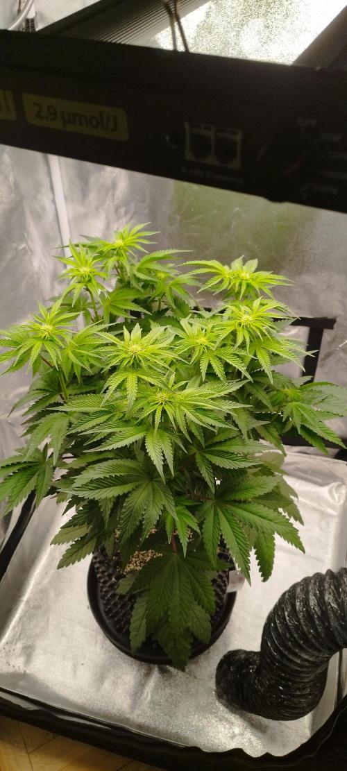 hombreseeds. Week 7 - King Cartier