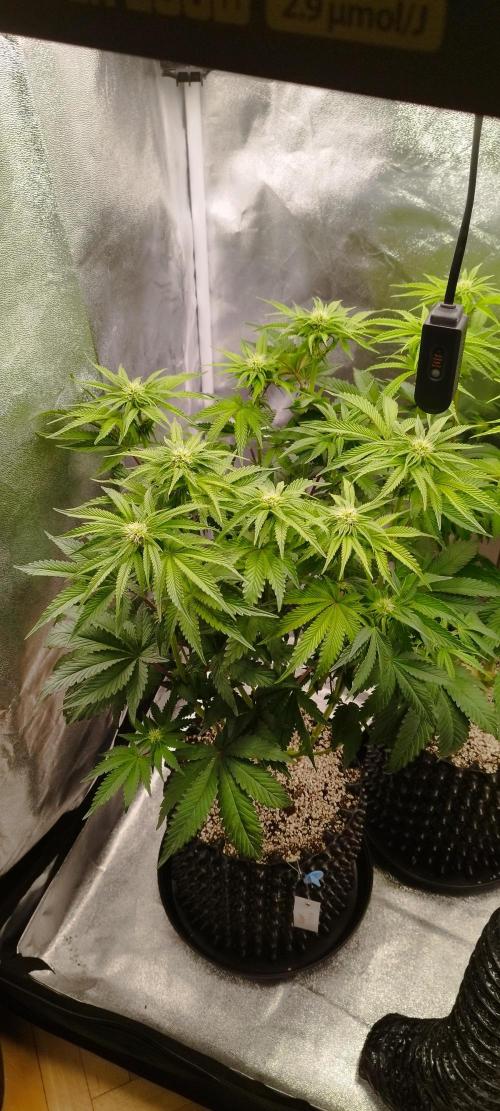 hombreseeds. Week 8