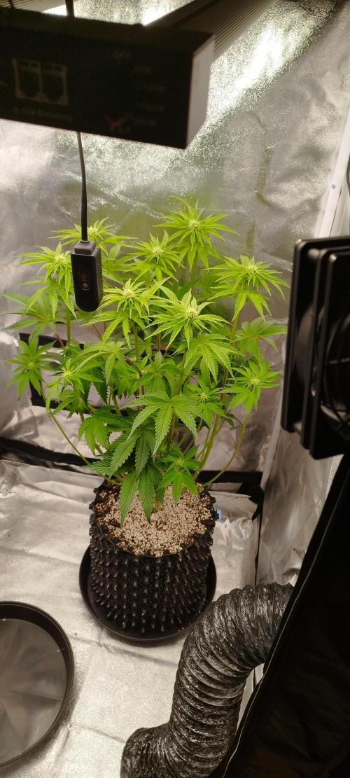 hombreseeds. Week 8