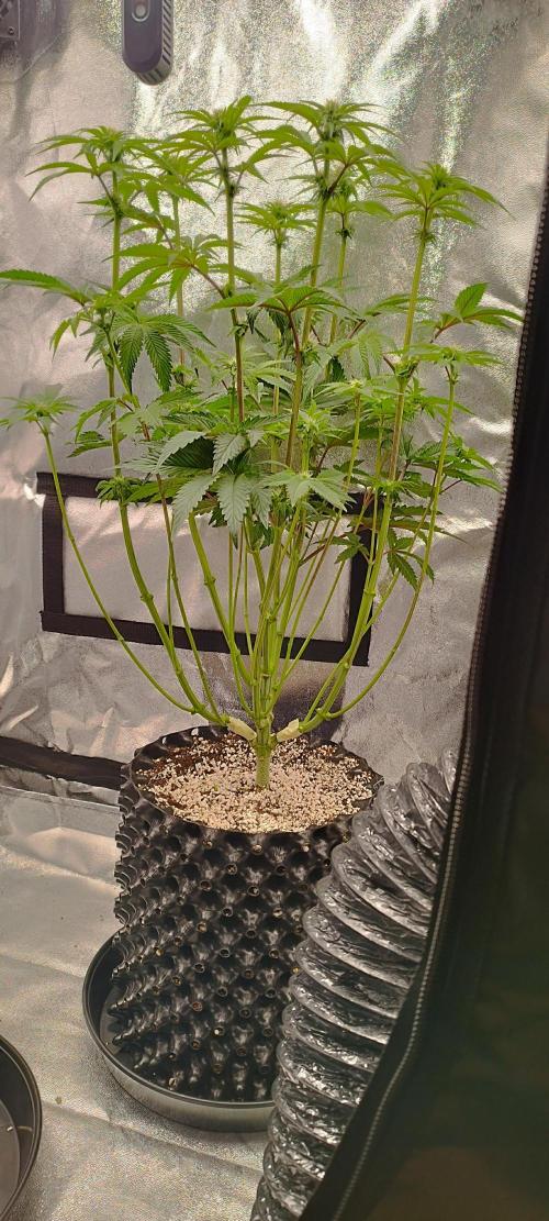 hombreseeds. Week 8