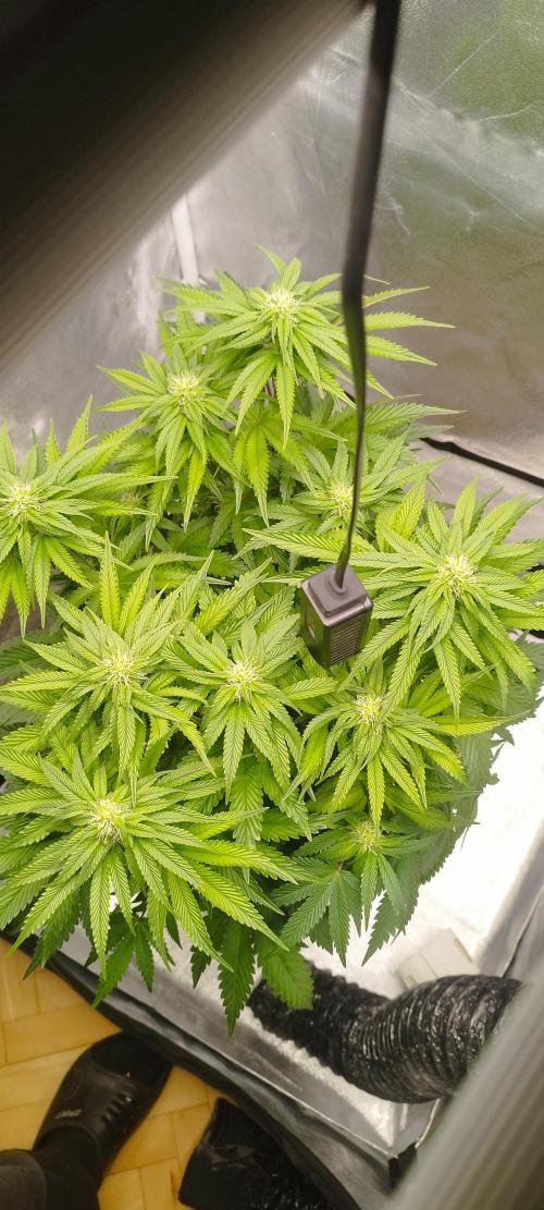 hombreseeds. Week 8 - King Cartier