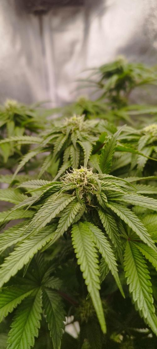 hombreseeds. Week 8 - King Cartier