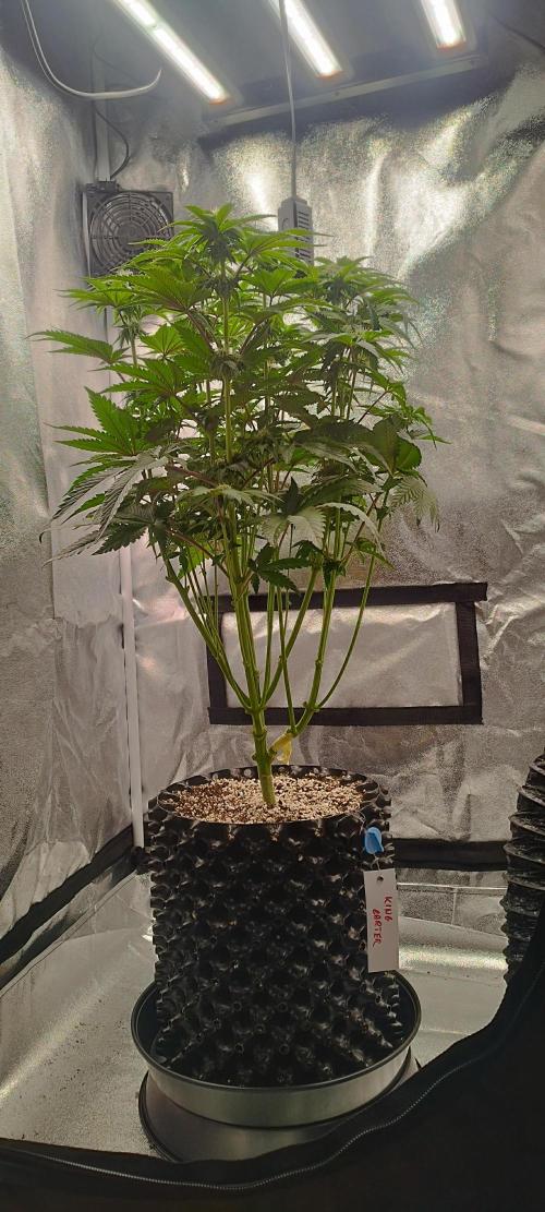 hombreseeds. Week 8 - King Cartier