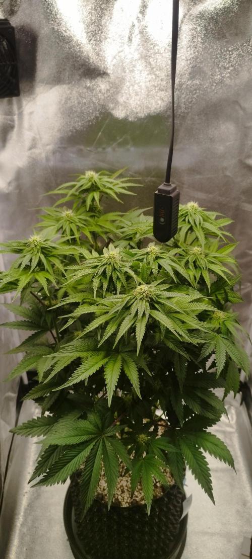 hombreseeds. Week 8 - King Cartier