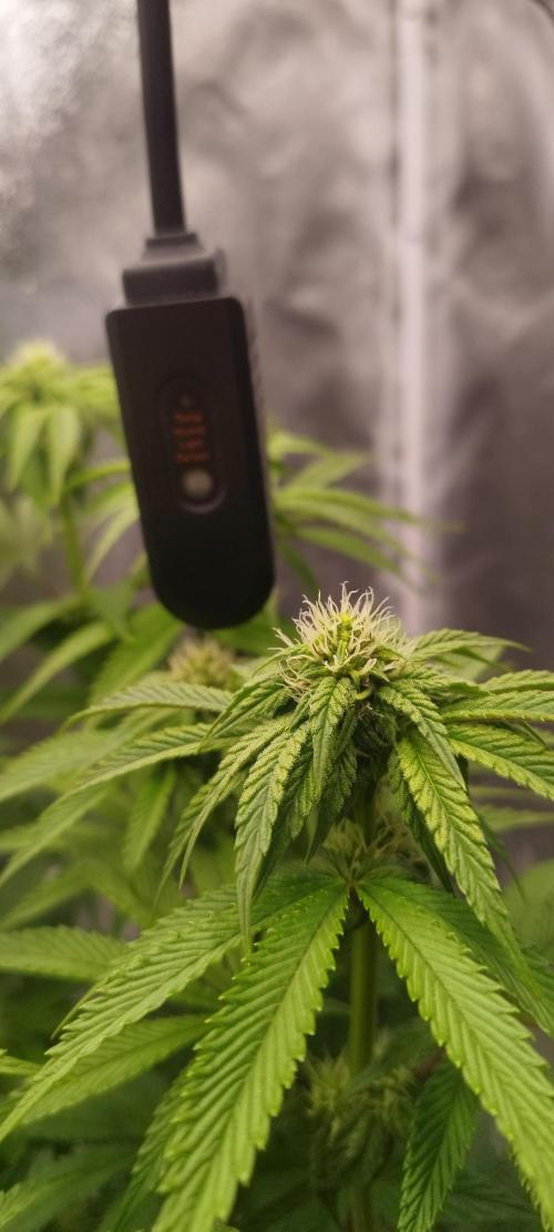 hombreseeds. Week 8 - Dark Nectar