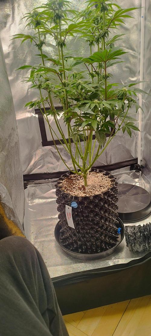 hombreseeds. Week 8 - Dark Nectar