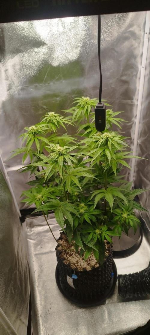 hombreseeds. Week 8 - Dark Nectar