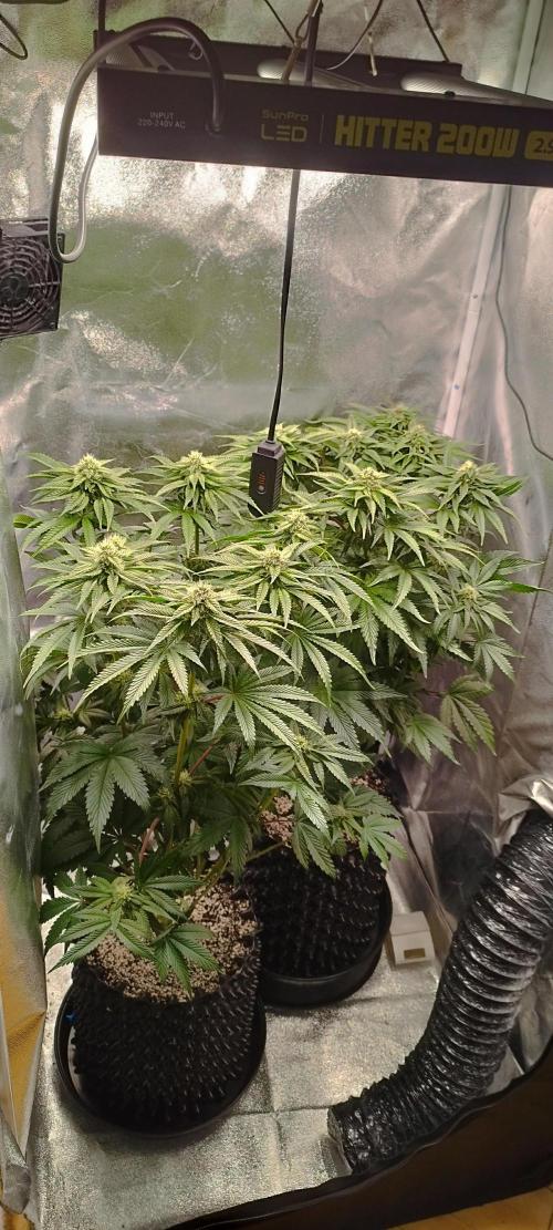 hombreseeds. Week 9
