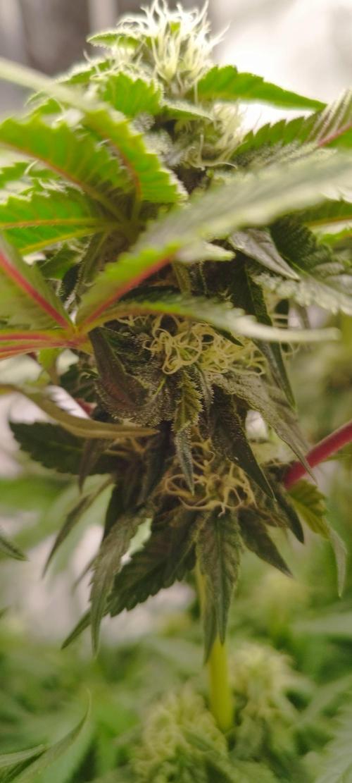 hombreseeds. Week 9 - King Cartier
