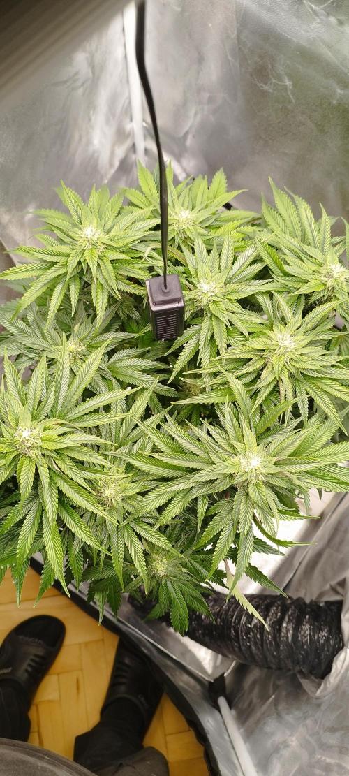 hombreseeds. Week 9 - King Cartier
