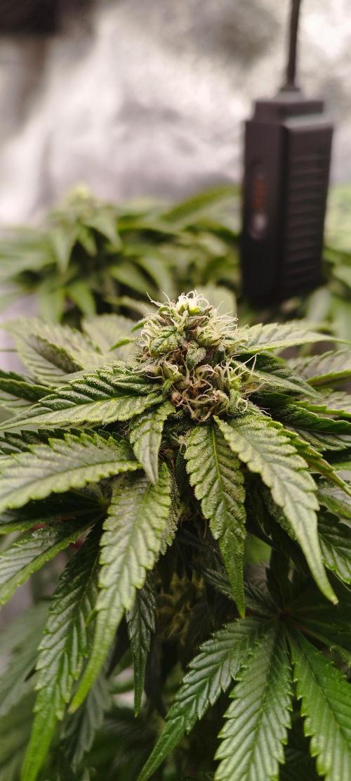 hombreseeds. Week 9 - King Cartier