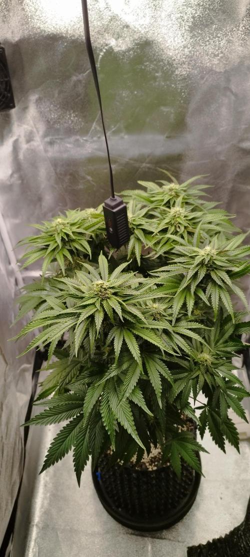 hombreseeds. Week 9 - King Cartier