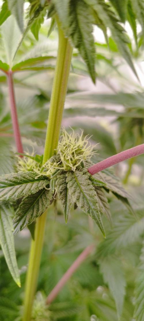 hombreseeds. Week 9 - Dark Nectar