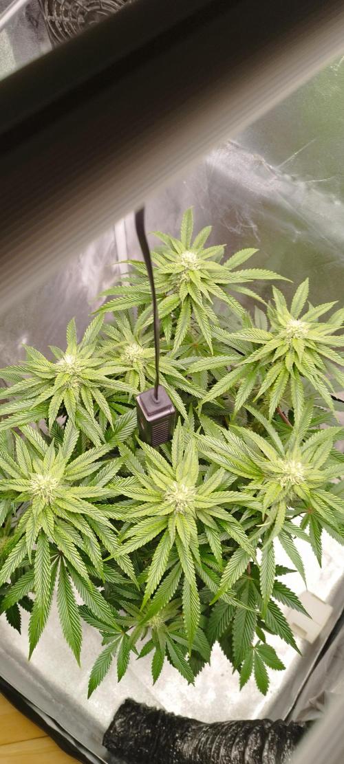 hombreseeds. Week 9 - Dark Nectar