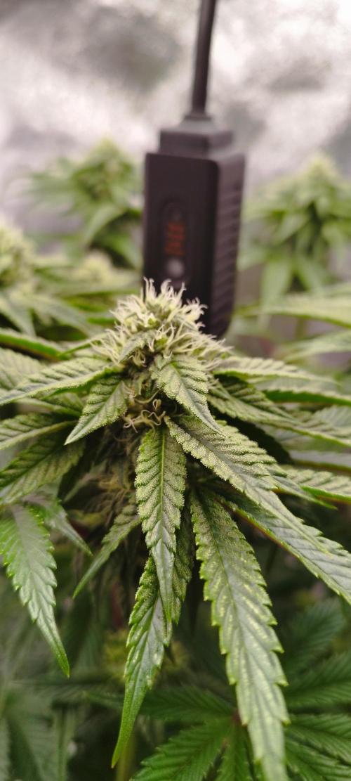 hombreseeds. Week 9 - Dark Nectar