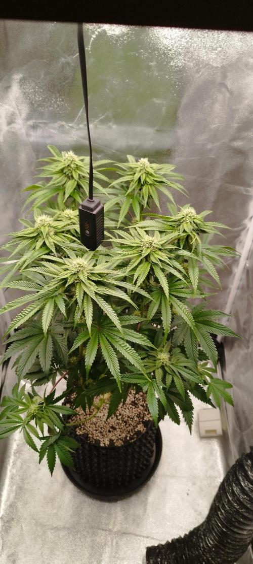 hombreseeds. Week 9 - Dark Nectar