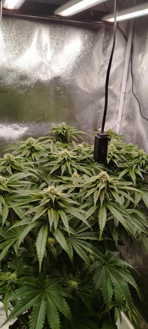 hombreseeds. Week 9