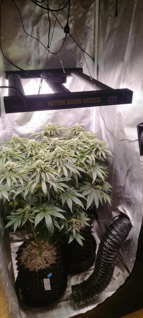 hombreseeds. Week 10