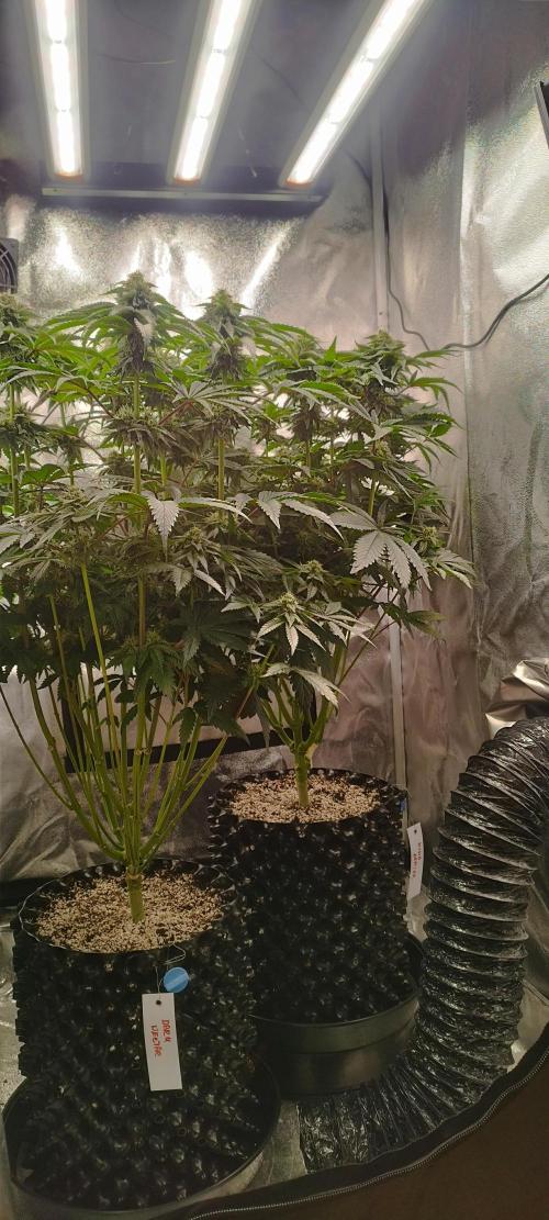 hombreseeds. Week 10