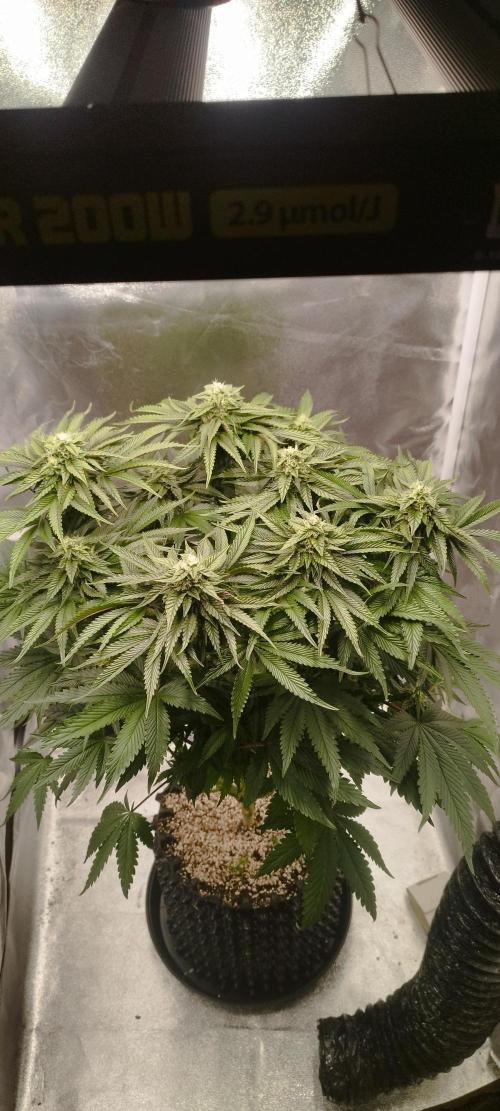 hombreseeds. Week 10 - King Cartier