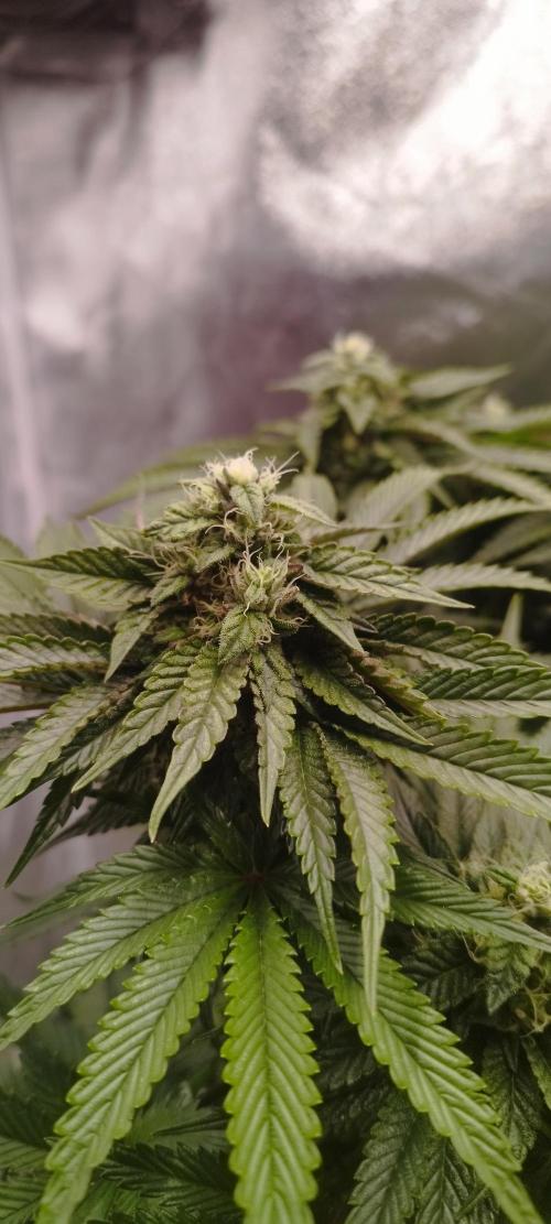 hombreseeds. Week 10 - King Cartier