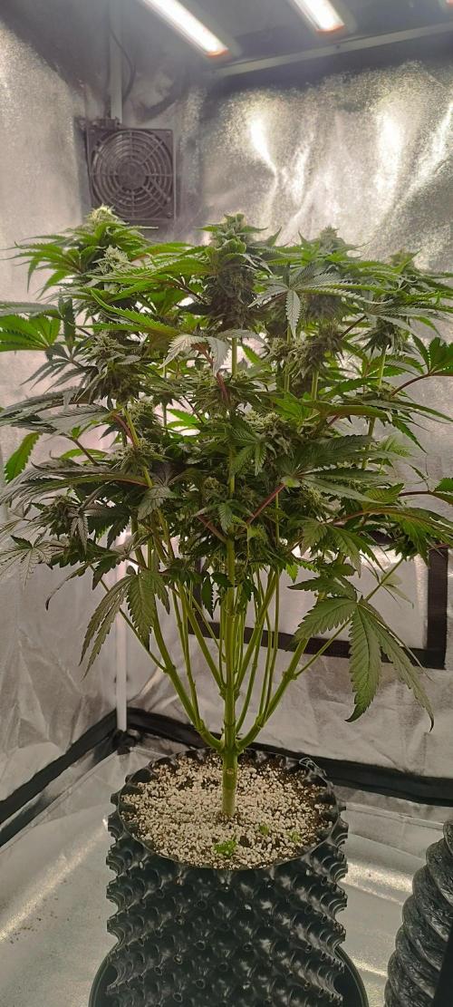hombreseeds. Week 10 - King Cartier