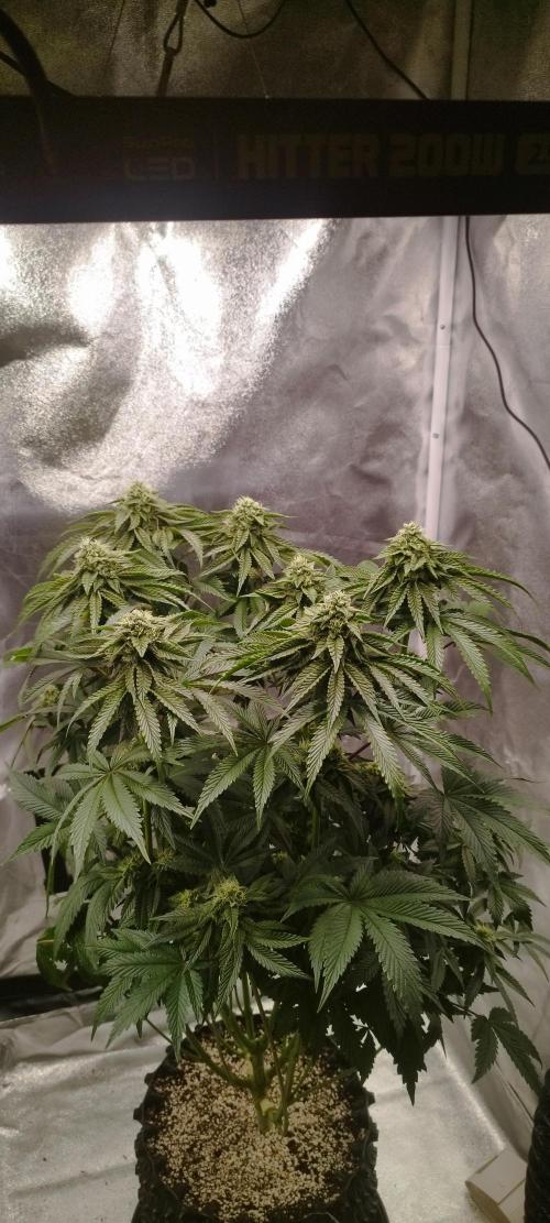 hombreseeds. Week 10 - Dark Nectar
