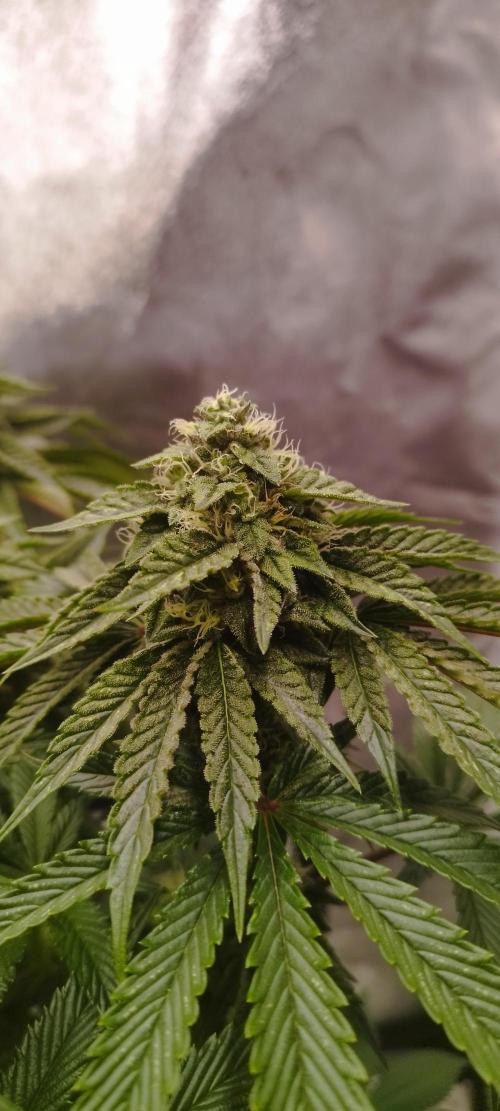 hombreseeds. Week 10 - Dark Nectar