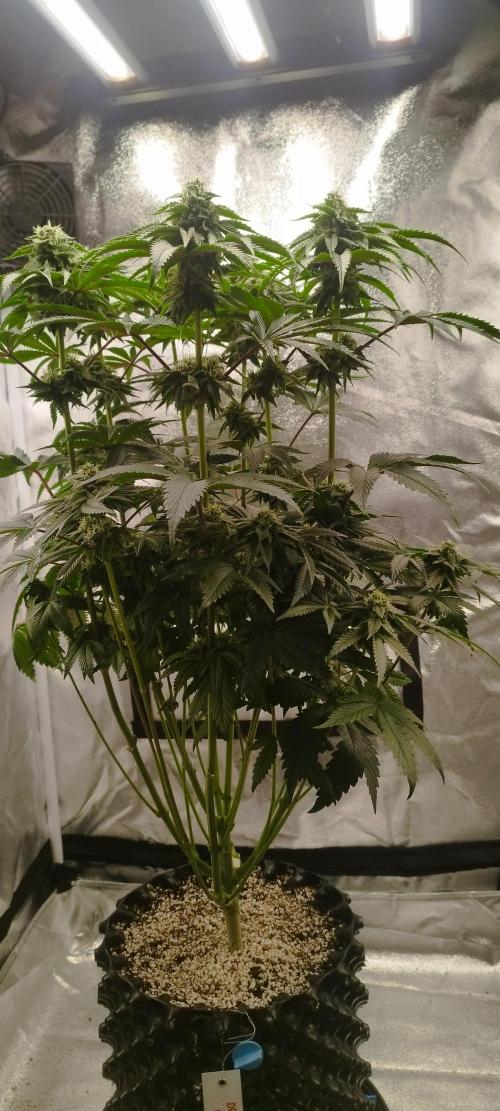 hombreseeds. Week 10 - Dark Nectar