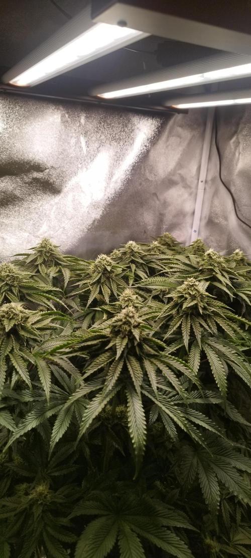 hombreseeds. Week 10