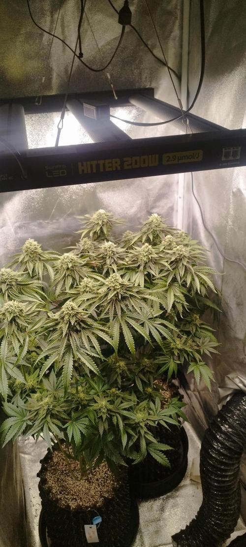 hombreseeds. Week 11