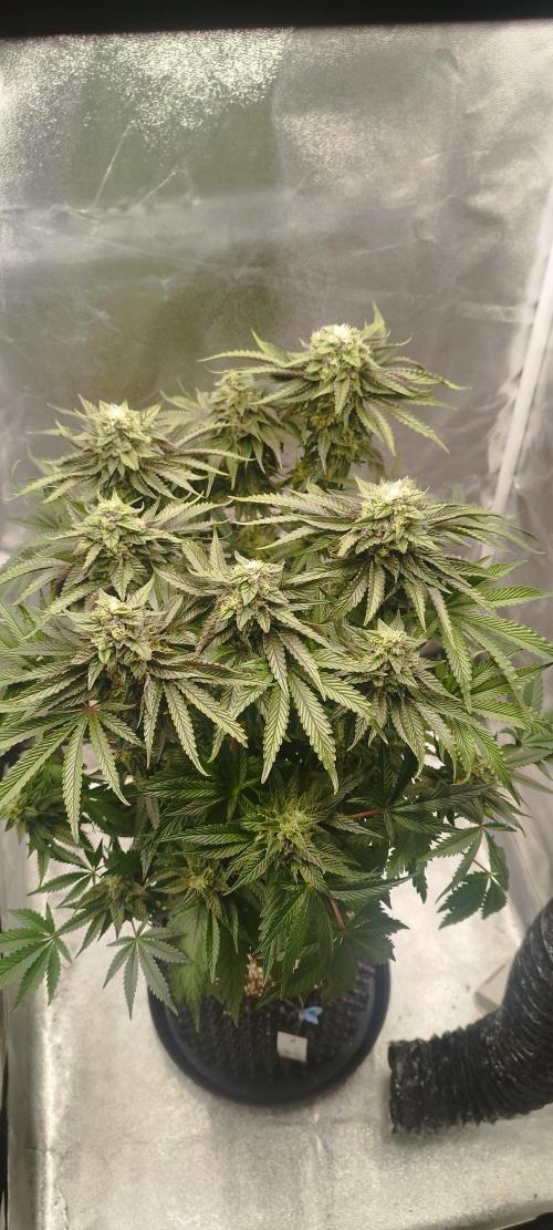 hombreseeds. Week 11 - King Cartier