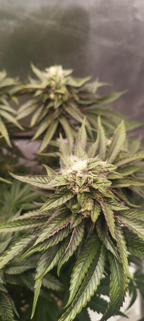 hombreseeds. Week 11 - King Cartier