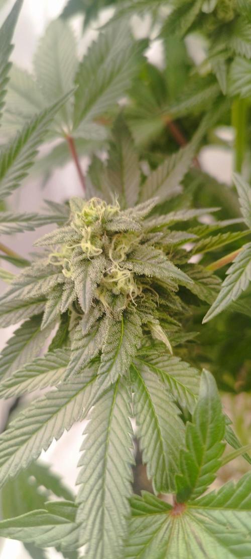 hombreseeds. Week 11 - King Cartier